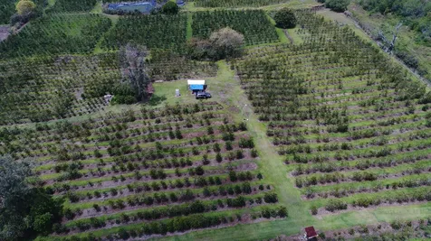 Captain Cook HI 96704