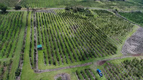 Captain Cook HI 96704