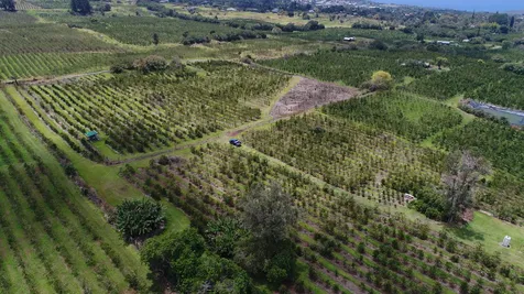 Captain Cook HI 96704