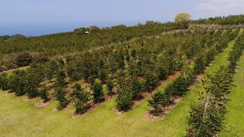 Captain Cook HI 96704