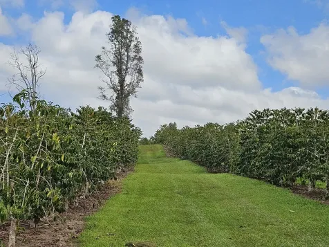 Captain Cook HI 96704