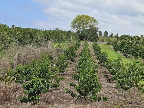 Captain Cook HI 96704