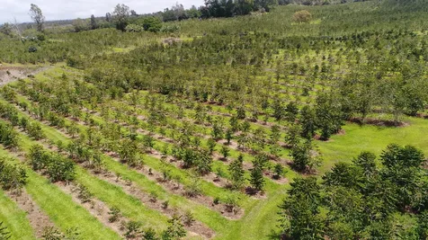 Captain Cook HI 96704