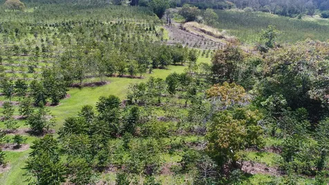 Captain Cook HI 96704