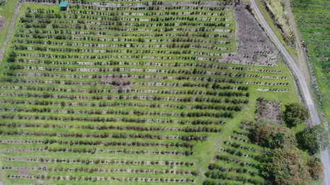 Captain Cook HI 96704