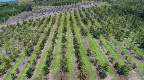 Captain Cook HI 96704