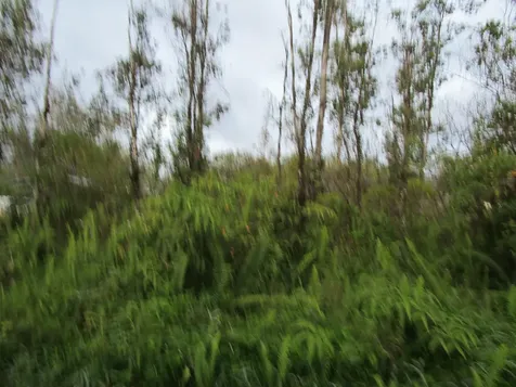 16-1948 Sandalwood Court Kurtistown HI 96760