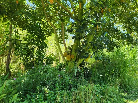 15-2687 Kaku Street Pahoa HI 96778