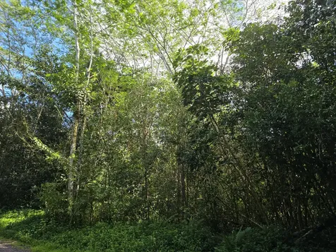 15-1414 12th Avenue Keaau HI 96749