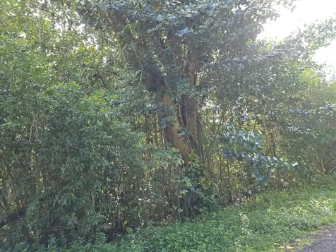 15-1414 12th Avenue Keaau HI 96749