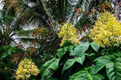 15-1429 22nd Avenue Keaau HI 96749