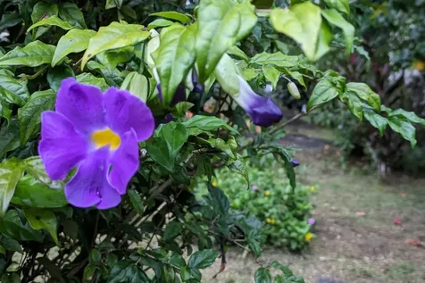 15-1429 22nd Avenue Keaau HI 96749