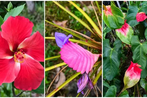 15-1429 22nd Avenue Keaau HI 96749