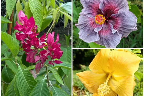 15-1429 22nd Avenue Keaau HI 96749