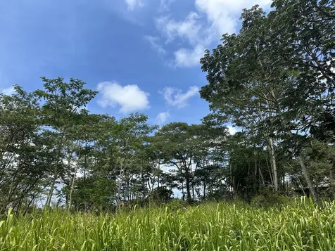 Tiki Road Keaau HI 96749