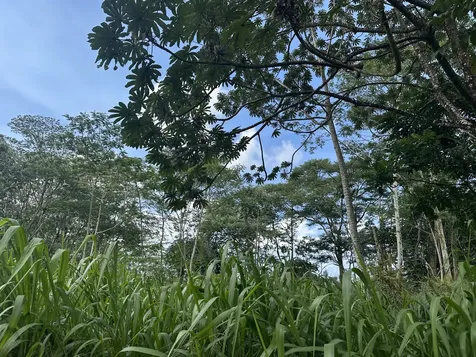 Tiki Road Keaau HI 96749