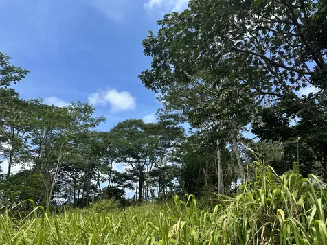 Tiki Road Keaau HI 96749