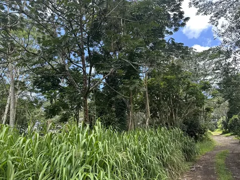 Tiki Road Keaau HI 96749