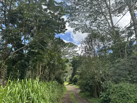 Tiki Road Keaau HI 96749