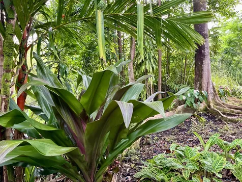 13-3980 Pahoa Kalapana Road Pahoa HI 96778