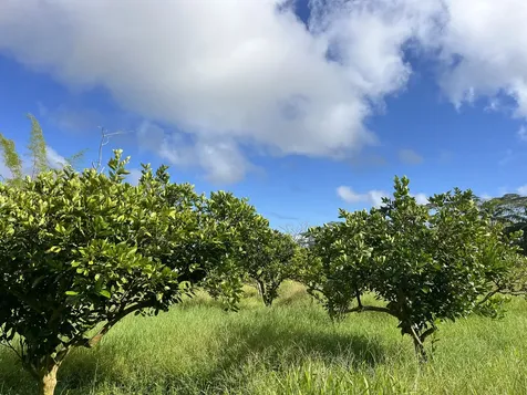 13-3980 Pahoa Kalapana Road Pahoa HI 96778