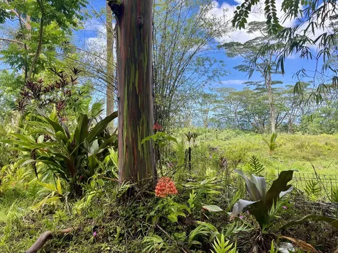 13-3980 Pahoa Kalapana Road Pahoa HI 96778