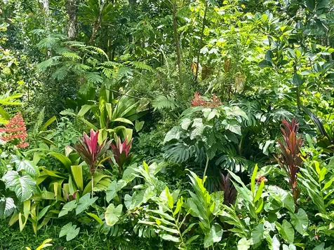 13-3980 Pahoa Kalapana Road Pahoa HI 96778