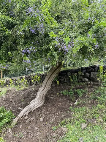 82-1168 Greenwell Mountain Road Captain Cook HI 96704