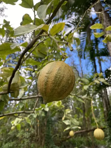 16-355 Melekule Street Kurtistown HI 96760