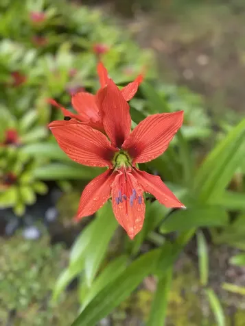 16-355 Melekule Street Kurtistown HI 96760