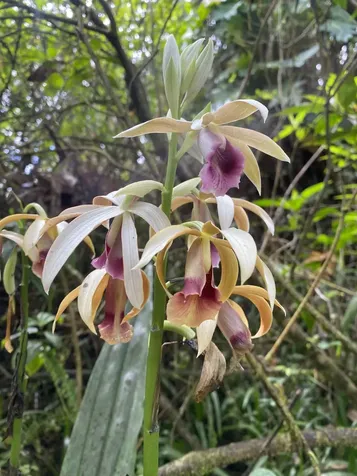 16-355 Melekule Street Kurtistown HI 96760