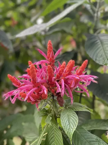 16-355 Melekule Street Kurtistown HI 96760