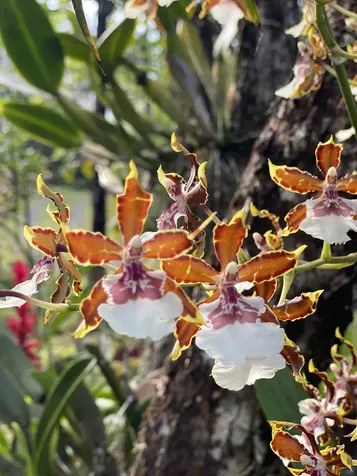 16-355 Melekule Street Kurtistown HI 96760