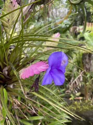 16-355 Melekule Street Kurtistown HI 96760