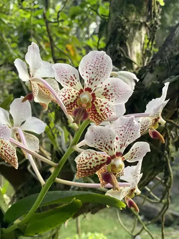 16-355 Melekule Street Kurtistown HI 96760