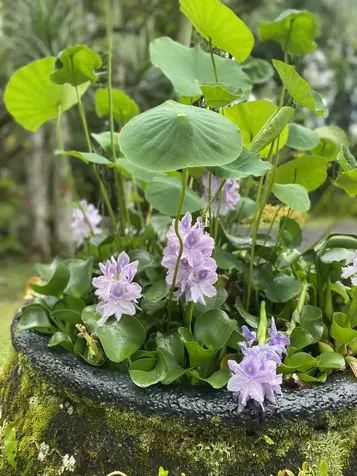 16-355 Melekule Street Kurtistown HI 96760