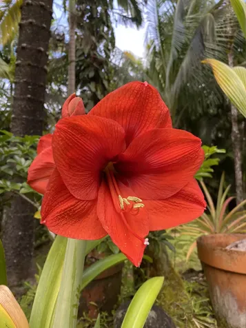 16-355 Melekule Street Kurtistown HI 96760