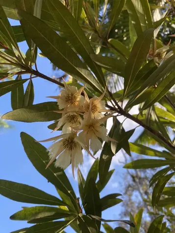 16-355 Melekule Street Kurtistown HI 96760