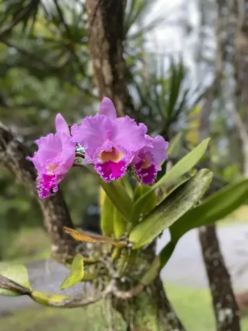 16-355 Melekule Street Kurtistown HI 96760