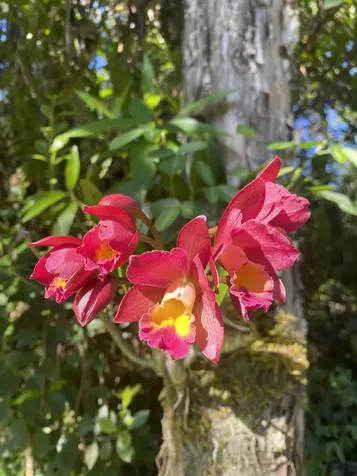 16-355 Melekule Street Kurtistown HI 96760