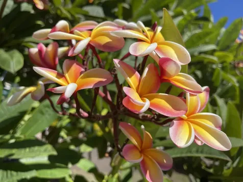 4611 Menehune Road Waimea HI 96796