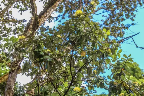 16-1046 Opeapea Road Mountain View HI 96760