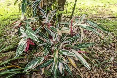 16-1046 Opeapea Road Mountain View HI 96760