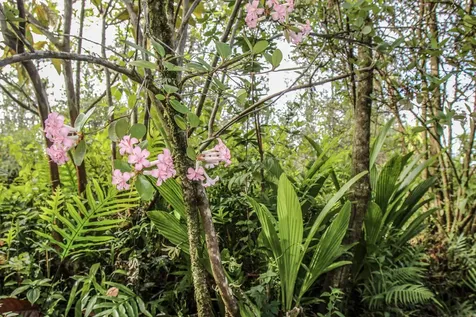 16-1046 Opeapea Road Mountain View HI 96760