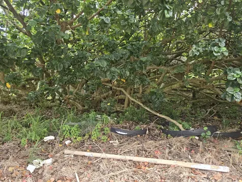 55-3327 Akoni Pule Highway Hawi HI 96719