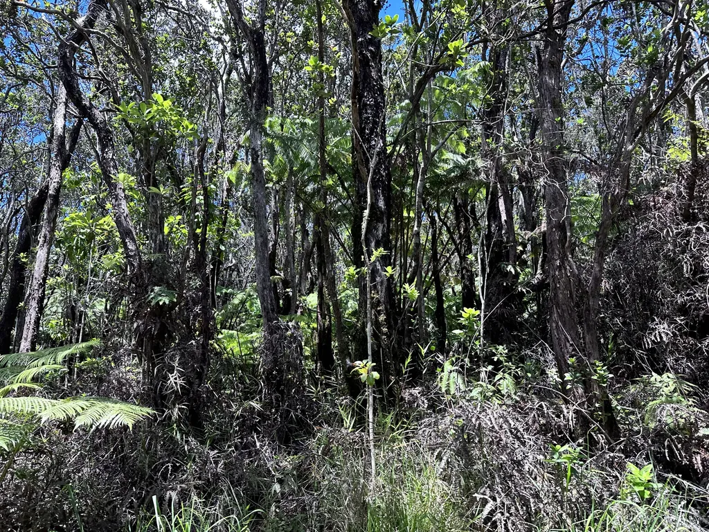 Road 5 (UAU) Mountain View HI 96760