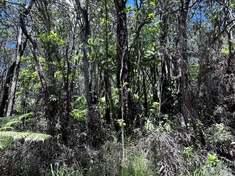 Road 5 (UAU) Mountain View HI 96760