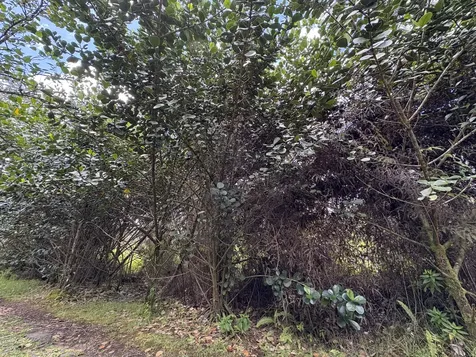 16-1432 Poouli Road Kurtistown HI 96760