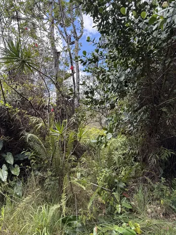 16-1432 Poouli Road Kurtistown HI 96760