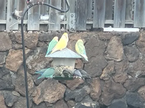 68-1818 Pau Nani Street Waikoloa HI 96738